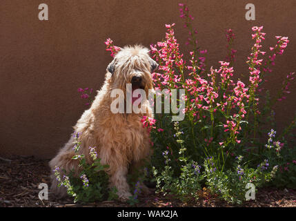 Terrier Wheaton assis dans un jardin de fleurs (PR) Banque D'Images