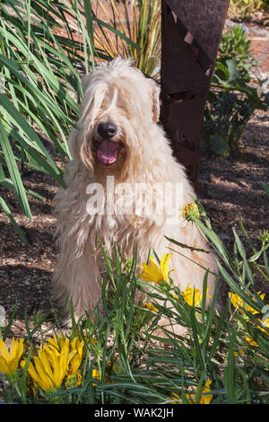 Terrier Wheaton assis dans jardin fleuri (PR) Banque D'Images