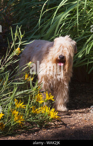Terrier Wheaton assis dans jardin fleuri (PR) Banque D'Images