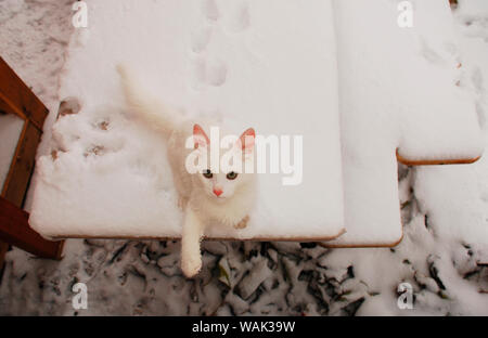 Un chaton de 5 mois sur une table de jardin couvert de neige. Les empreintes du chaton peut être vu sur la table derrière dans la neige Banque D'Images