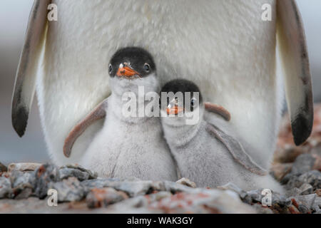 La péninsule antarctique, l'Antarctique, Jougla Point. Gentoo pingouin poussins. Banque D'Images