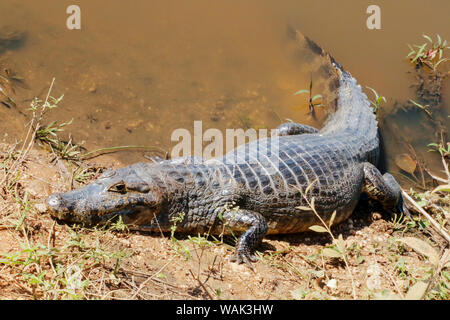 Pantanal, Mato Grosso, Brésil. Le Caïman Yacare habitent l'Amérique centrale et du Sud. Ils sont relativement petits crocodiliens, mais toujours atteignent une longueur de 2 à 3 mètres. Banque D'Images