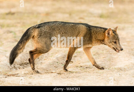 Pantanal, Mato Grosso, Brésil. Manger du crabe fox au lever du soleil. Les mangeurs de crabe fox recherche les crabes sur les plaines boueuses en saison humide, cet animal donne son nom commun. Banque D'Images