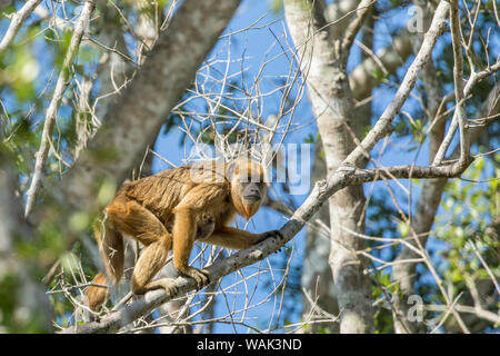 Pantanal, Mato Grosso, Brésil. Femme et bébé singe hurleur noir escalade un arbre Banque D'Images