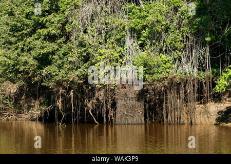 Pantanal, Mato Grosso, Brésil. Forêt de mangroves le long du fleuve Cuiaba. Banque D'Images