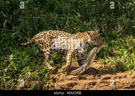 Jaguar femelle portant un jeune cuiaba river que Pantanal, Mato Grosso, Brésil. Elle vient de prendre, sur sa façon de le partager avec ses deux jaguars de l'adolescent, le long du fleuve Cuiaba. Banque D'Images