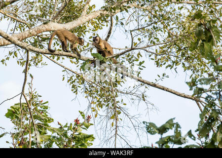 Pantanal, Mato Grosso, Brésil. Deux singes capucins noire assis haut dans un arbre manger les feuilles. Banque D'Images