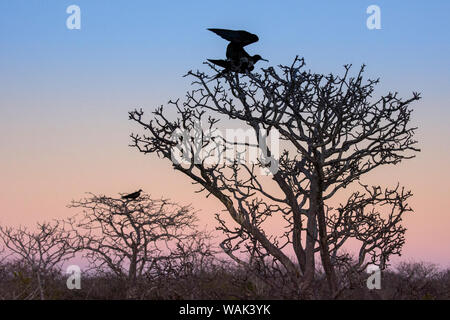 L'Équateur, Îles Galápagos, l'île de Genovesa. Super frigatebirds perché sur les arbres au coucher du soleil. Banque D'Images