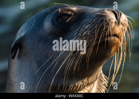 L'Équateur, Îles Galápagos, l'île de Santa Fe. Lion de mer Galapagos portrait. Banque D'Images