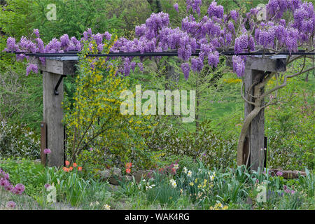 Glycine en pleine floraison sur treillis, Chanticleer Jardin, Wayne, New Jersey. Banque D'Images