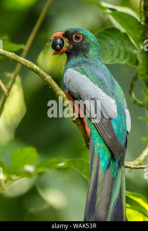 Le Costa Rica, La Selva Biological Station de recherche. Trogon à queue vineuse sur membre. En tant que crédit : Cathy & Gordon Illg / Jaynes Gallery / DanitaDelimont.com Banque D'Images