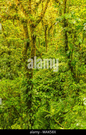 Costa Rica, Monte Verde Cloud Forest Reserve. Rainforest scenic. En tant que crédit : Cathy & Gordon Illg / Jaynes Gallery / DanitaDelimont.com Banque D'Images