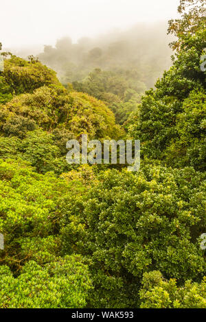 Costa Rica, Monte Verde Cloud Forest Reserve. Paysage de forêt tropicale. En tant que crédit : Cathy & Gordon Illg / Jaynes Gallery / DanitaDelimont.com Banque D'Images