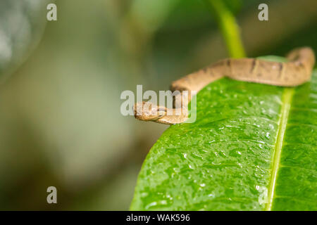 Costa Rica, Monteverde Cloud Forest Reserve. Palm à rayures côté Pit Viper. En tant que crédit : Cathy & Gordon Illg / Jaynes Gallery / DanitaDelimont.com Banque D'Images