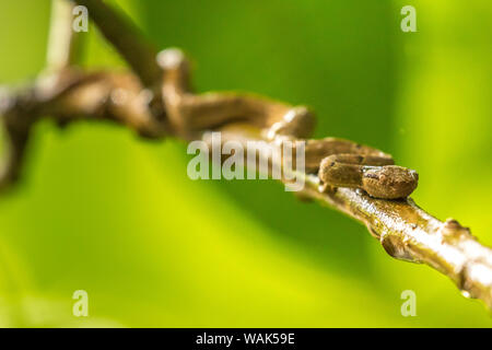 Costa Rica, Monteverde Cloud Forest Reserve. Palm à rayures côté Pit Viper. En tant que crédit : Cathy & Gordon Illg / Jaynes Gallery / DanitaDelimont.com Banque D'Images