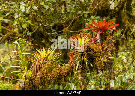 Le Parc National de Monteverde, Costa Rica. Bromeliads, fougères et mousses poussant sur un grand arbre branche, comme vu d'en haut, sur le ciel de Monteverde à pied. Banque D'Images