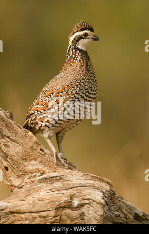 Linn, Texas, USA. Homme colin de Virginie (Colinus virginianus) sur un journal. Banque D'Images