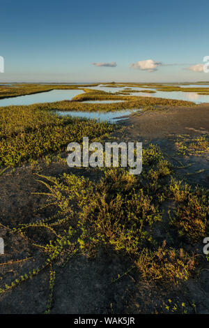 Appartements soudeur au lever du soleil, la baie de San Antonio, Texas Banque D'Images