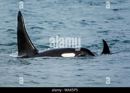 L'orque ou épaulard (Orcinus orca) pod, Résurrection Bay, Kenai Fjords National Park, Alaska, USA. Banque D'Images