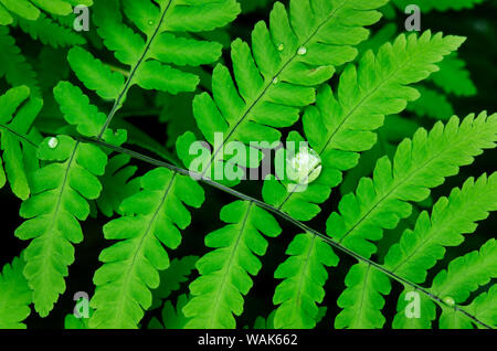 Chêne, fougère Fougère chêne du Nord (Gymnocarpium dryopteris) Banque D'Images