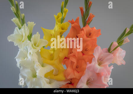L'État de Washington, USA, Seabeck. Gladiola fleurs et tiges. En tant que crédit : Don Paulson / Jaynes Gallery / DanitaDelimont.com Banque D'Images