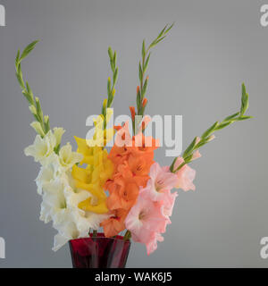 L'État de Washington, USA, Seabeck. Gladiola fleurs et tiges en vase. En tant que crédit : Don Paulson / Jaynes Gallery / DanitaDelimont.com Banque D'Images