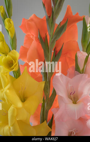 L'État de Washington, USA, Seabeck. Gladiola fleurs et tiges. En tant que crédit : Don Paulson / Jaynes Gallery / DanitaDelimont.com Banque D'Images