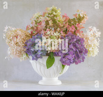 L'État de Washington, USA, Seabeck. L'Hydrangea flower arrangement dans un vase. En tant que crédit : Don Paulson / Jaynes Gallery / DanitaDelimont.com Banque D'Images