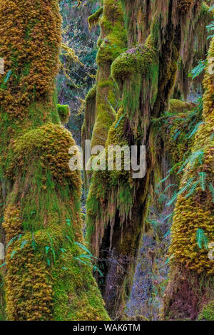 Hall de mousses dans la forêt tropicale de Hoh, Olympic National Park, Washington State, USA Banque D'Images