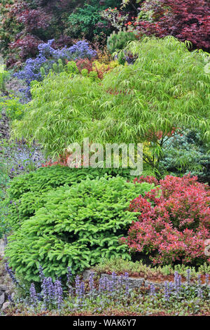 Couleur de printemps avec le cerf la preuve d'arbustes et d'arbres, de Sammamish, Washington State. Banque D'Images