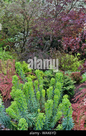 Couleur de printemps avec le cerf la preuve d'arbustes et d'arbres, de Sammamish, Washington State. Banque D'Images