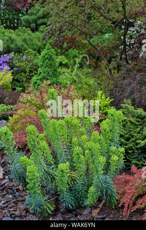 Couleur de printemps avec le cerf la preuve d'arbustes et d'arbres, de Sammamish, Washington State. Banque D'Images