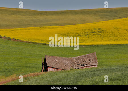 Ancienne grange en bois dans la zone du canola sur la route dans l'Est du Washington Oakesdale Banque D'Images