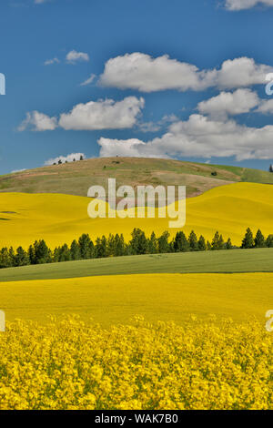 Les champs de canola de pins près de Kamak Butte, l'Est de Washington Banque D'Images