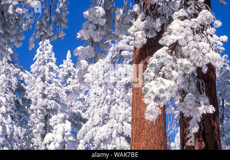 Le givre blanc et poudre de pins Ponderosa, los Padres National Forest, Californie, USA. Banque D'Images