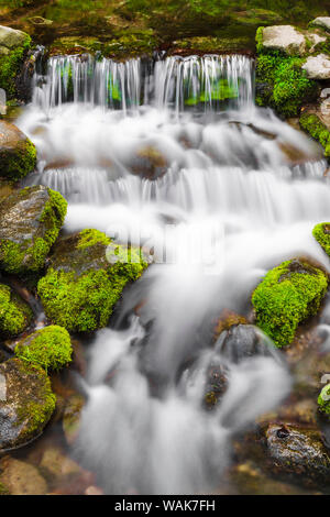 Fern Printemps, Yosemite National Park, California, USA. Banque D'Images