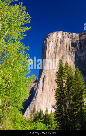 La lumière du matin sur El Capitan, Yosemite National Park, California, USA. Banque D'Images