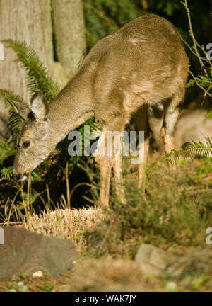 Issaquah, Washington State, USA. Femme le cerf mulet (Odocoileus hemionus) Navigation sur la partie occidentale de l'Épée de fougères. Banque D'Images