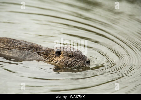 Ridgefield, Washington State, USA. Le ragondin nageant dans Ridgefield National Wildlife Refuge. Ragondin, également connu sous le nom de la rivière rat ou le ragondin, est un grand, omnivore, rongeur semi-aquatique. Banque D'Images