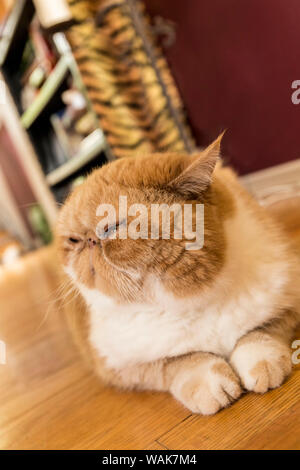 Portrait d'un Exotic shorthair race chat domestique. (PR) Banque D'Images