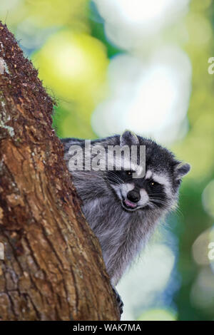 Issaquah, Washington State, USA. Mère sauvage grognement raton laveur dans un arbre, protégeant son petit. Banque D'Images