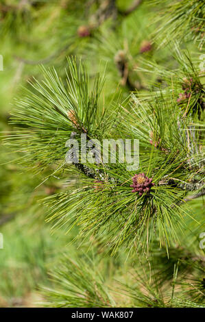 Issaquah, Washington State, USA. Close-up du pin les aiguilles de pins et les jeunes cônes de pin. Banque D'Images