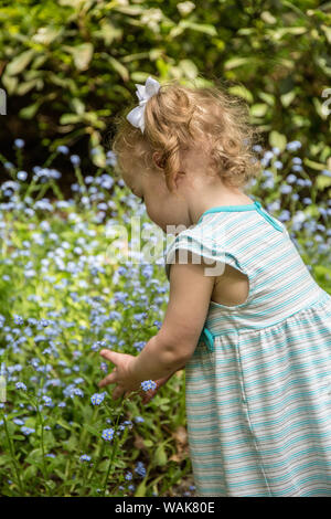 Issaquah, Washington State, USA. 18 mois, fille, admirant la forget-me-not fleurs (MR) Banque D'Images