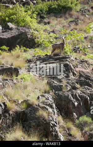 Hells Canyon National Recreation Area, l'État de Washington, USA. Mouflons ram sur un coteau raide le long de la rivière Snake, un côté de la rivière Ohio et de l'autre côté de l'État de Washington. Banque D'Images