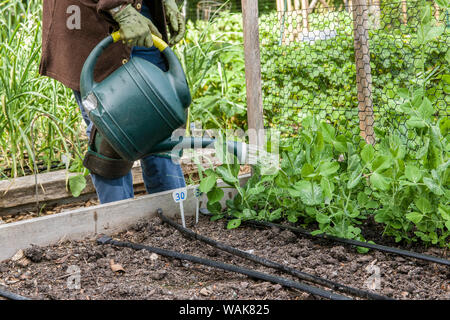 Issaquah, Washington State, USA. Sa femme hand watering plants de pois de neige dans un jardin lit. (Monsieur,PR) Banque D'Images