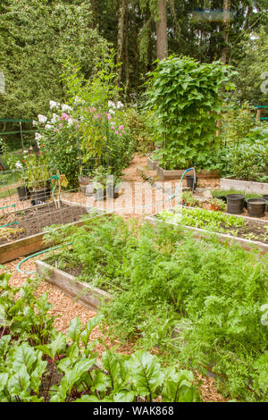 Issaquah, Washington State, USA. Jardin plein de jardins, y compris surélevée red ace betteraves (premier plan), carottes, pommes de terre (au fond à gauche), pôle haricots verts et choux kale dans un domaine boisé. Banque D'Images