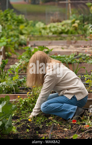 Issaquah, Washington State, USA. Femme arracher les mauvaises herbes et plantes indésirables à l'automne au jardin patch de pois. (Monsieur,PR) Banque D'Images