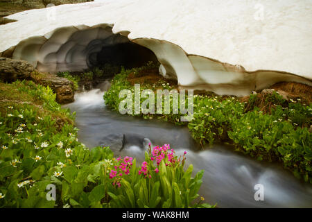 USA, Californie, San Juan Mountains. Rushing Stream sous la neige banque. En tant que crédit : Don Grall / Jaynes Gallery / DanitaDelimont.com Banque D'Images