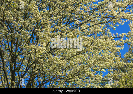 Washington Park Arboretum, fleurs de printemps, Seattle, Washington State, USA Banque D'Images