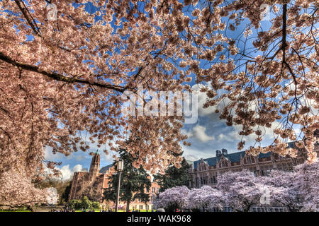 Les fleurs de cerisier en pleine floraison, printemps, campus de l'Université de Washington, Seattle, Washington State, USA. (Usage éditorial uniquement) Banque D'Images